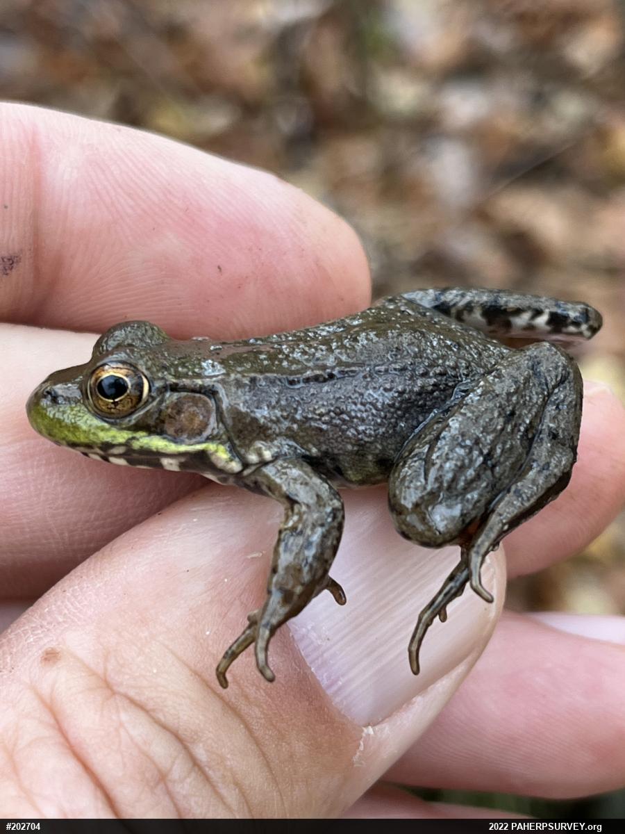 Green Frog
