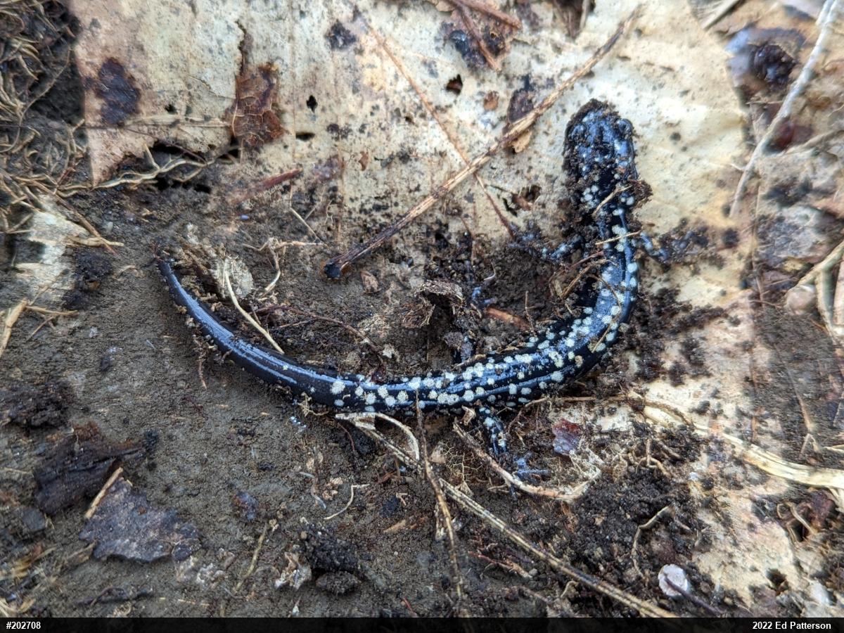 Northern Slimy Salamander