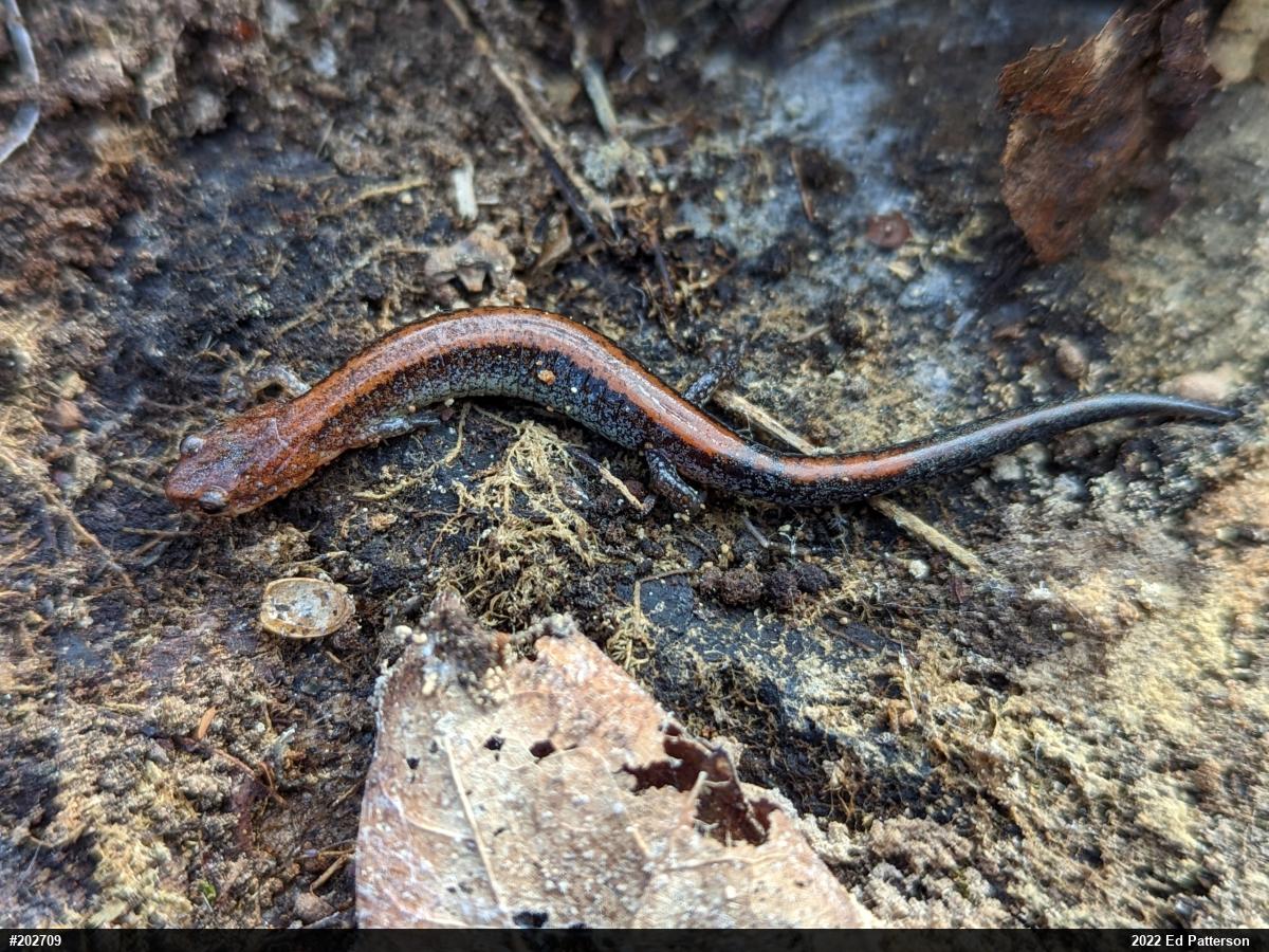 Eastern Red-backed  Salamander