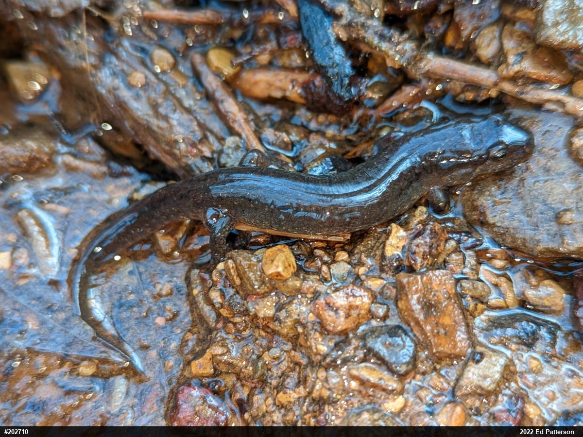 Northern Dusky Salamander