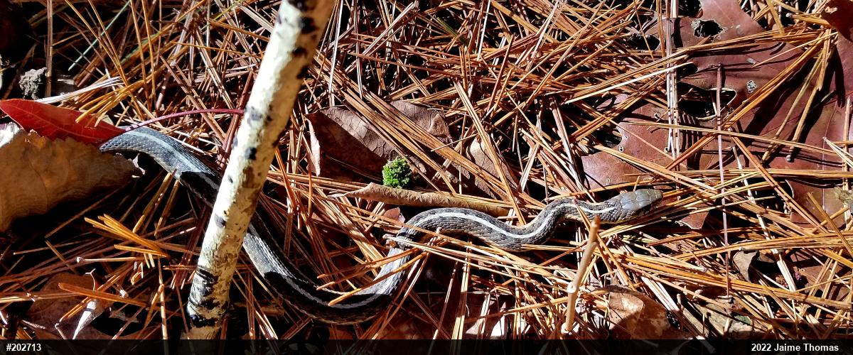 Eastern Gartersnake