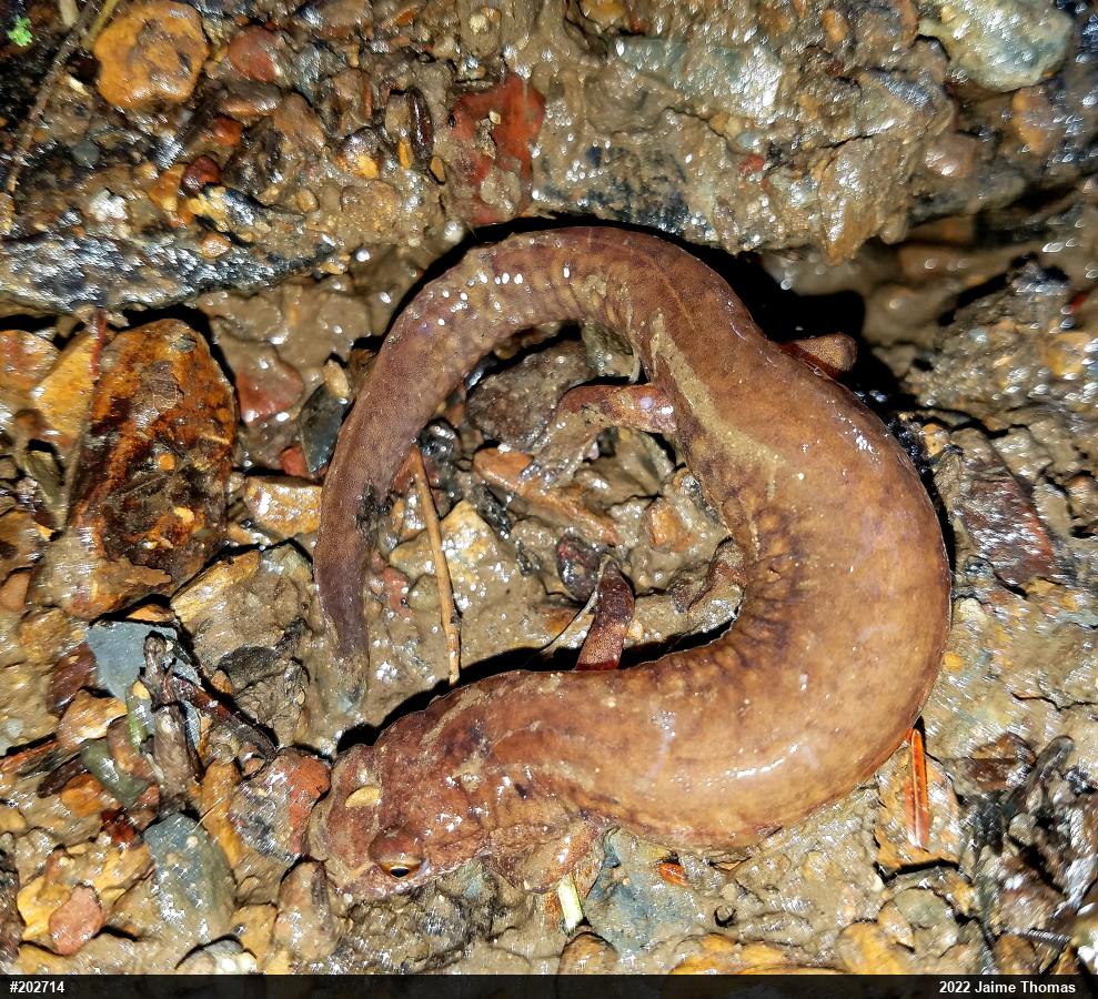 Northern Spring Salamander