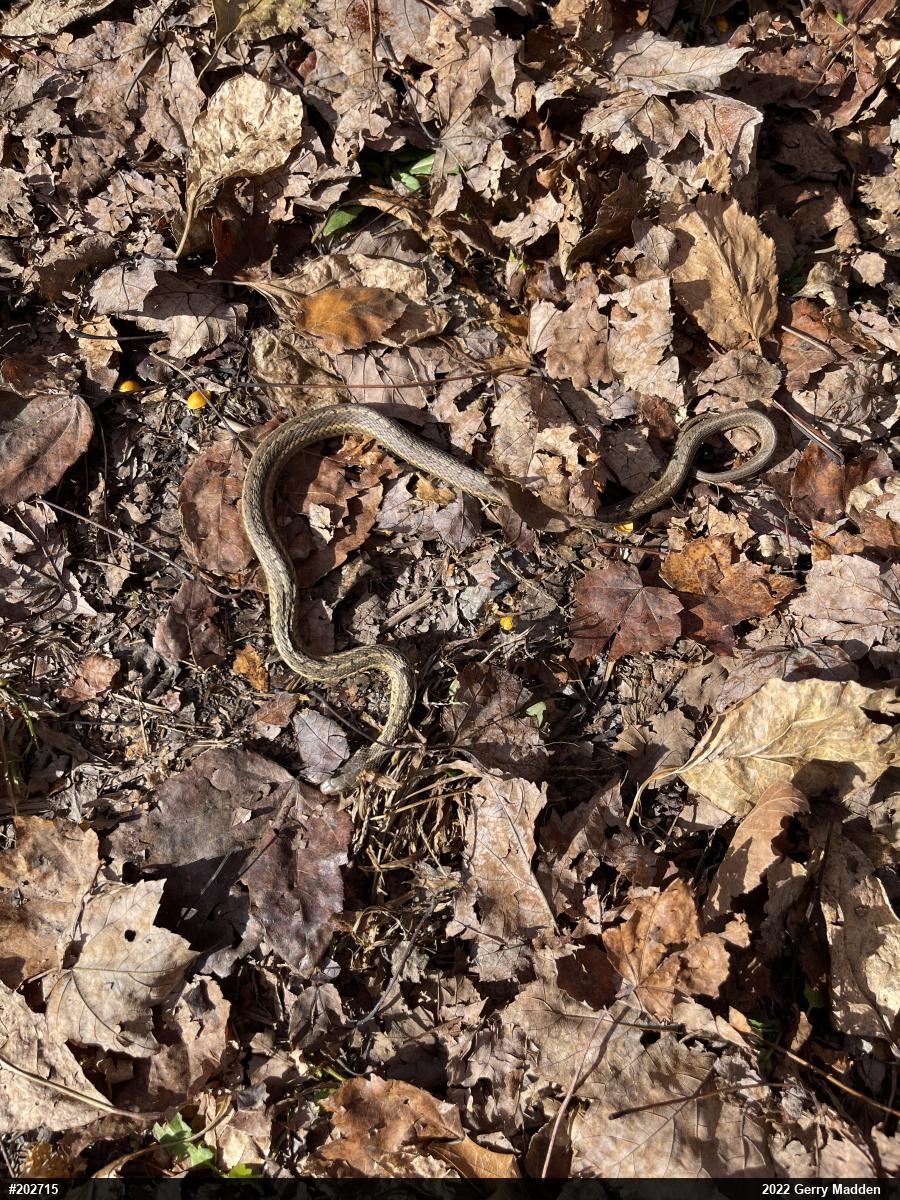 Eastern Gartersnake
