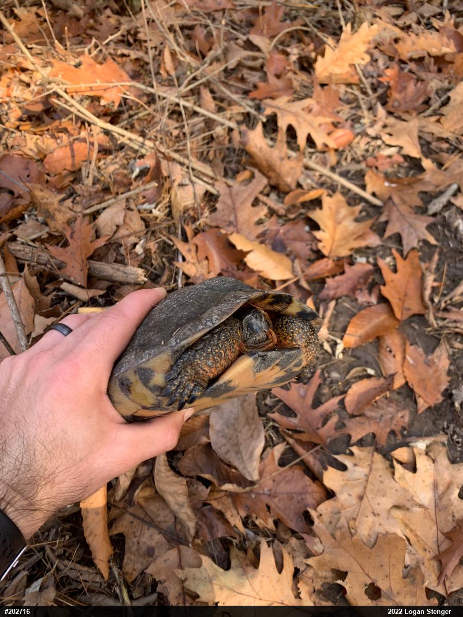 Wood Turtle