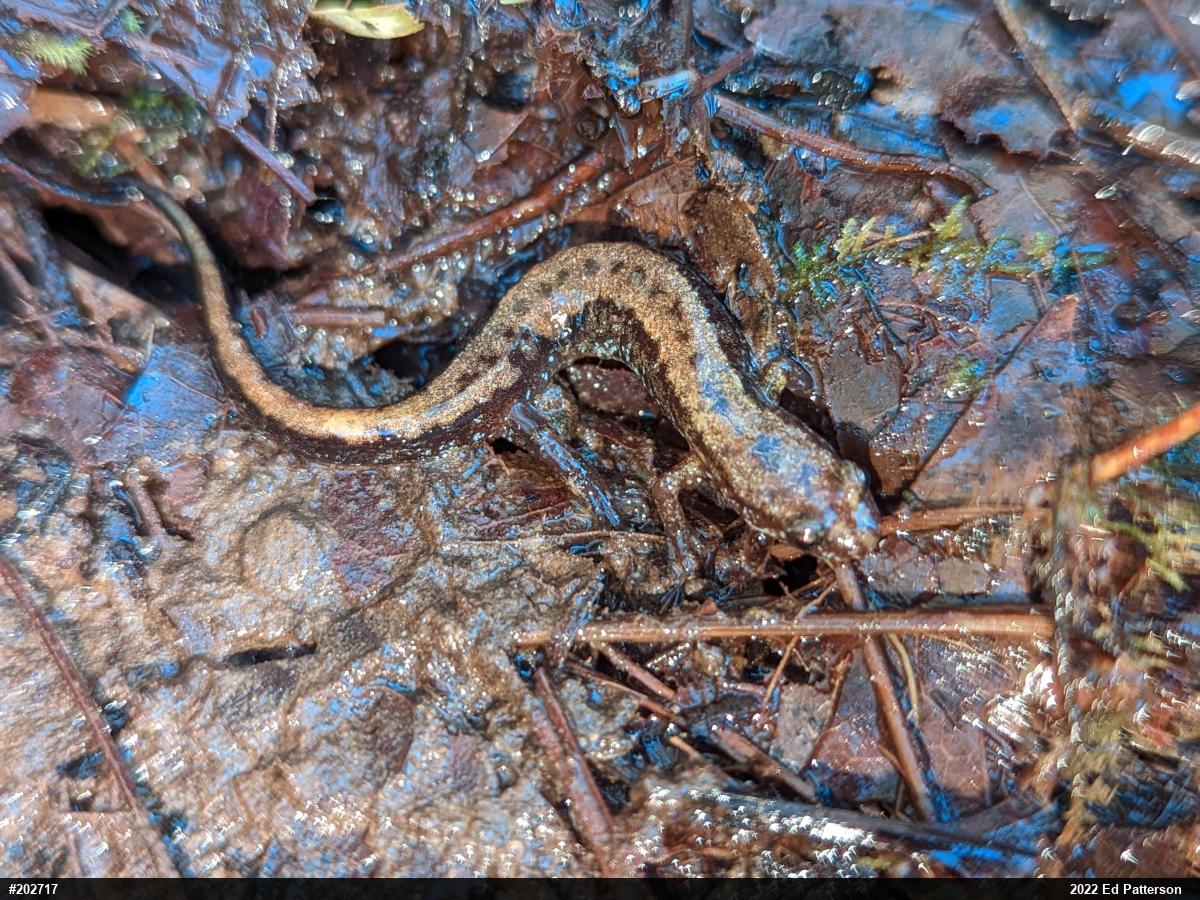 Allegheny Mountain Dusky Salamander