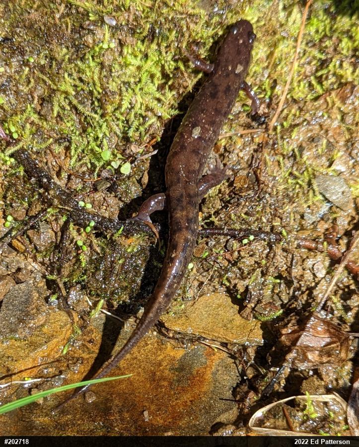 Seal Salamander