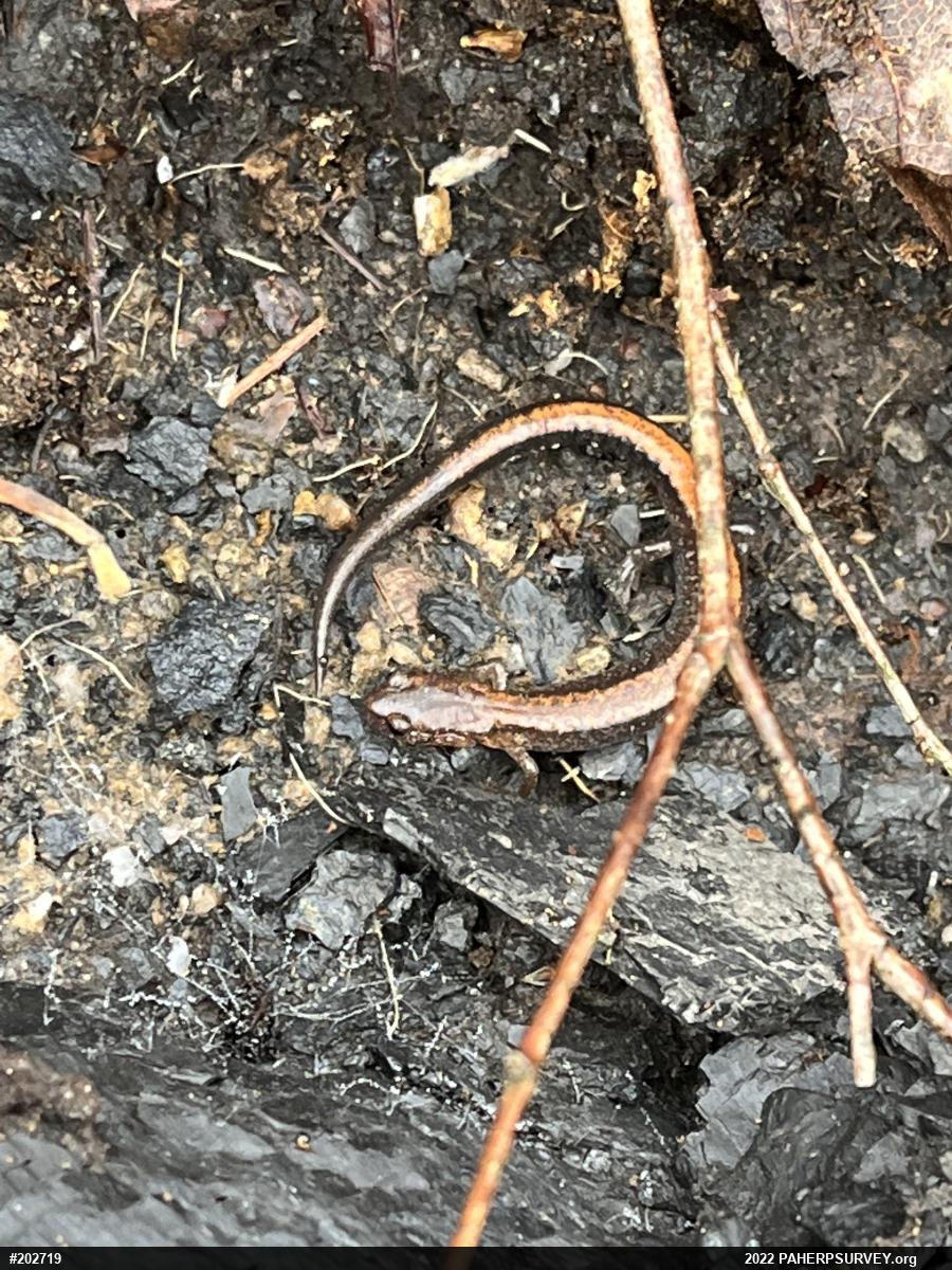 Eastern Red-backed  Salamander