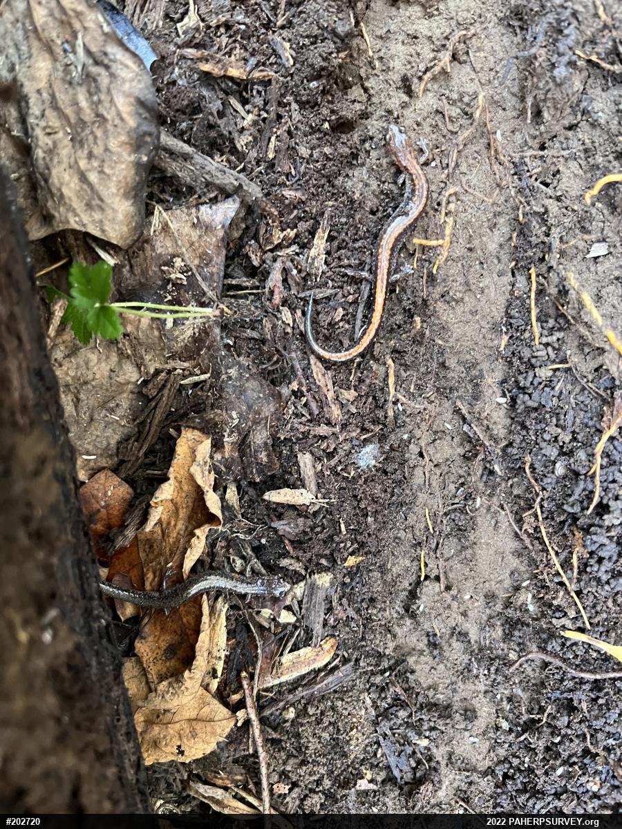 Eastern Red-backed  Salamander