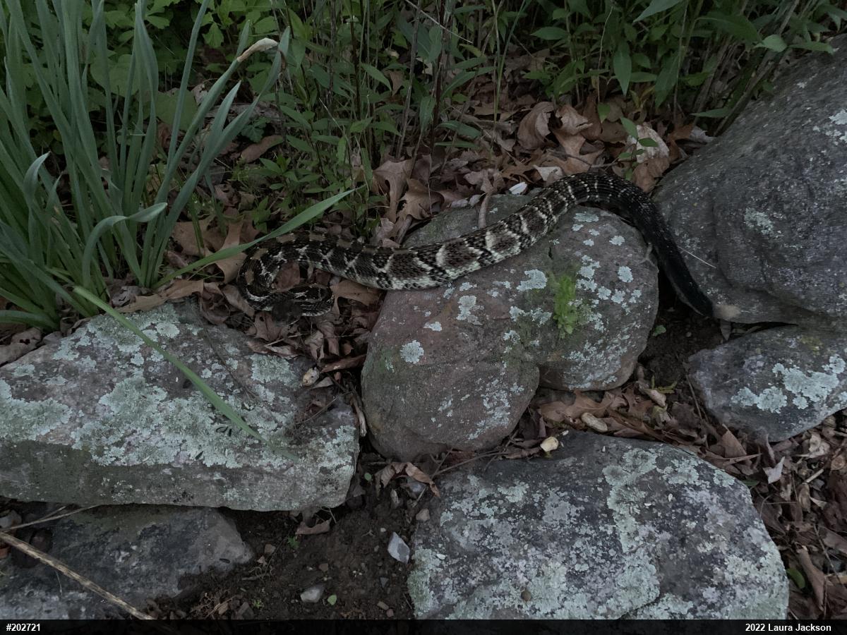 Timber Rattlesnake