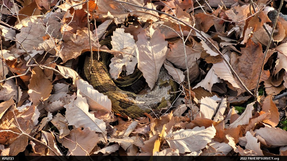 Timber Rattlesnake