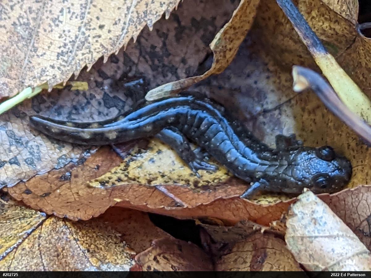 Seal Salamander