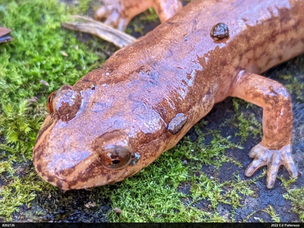 Northern Spring Salamander