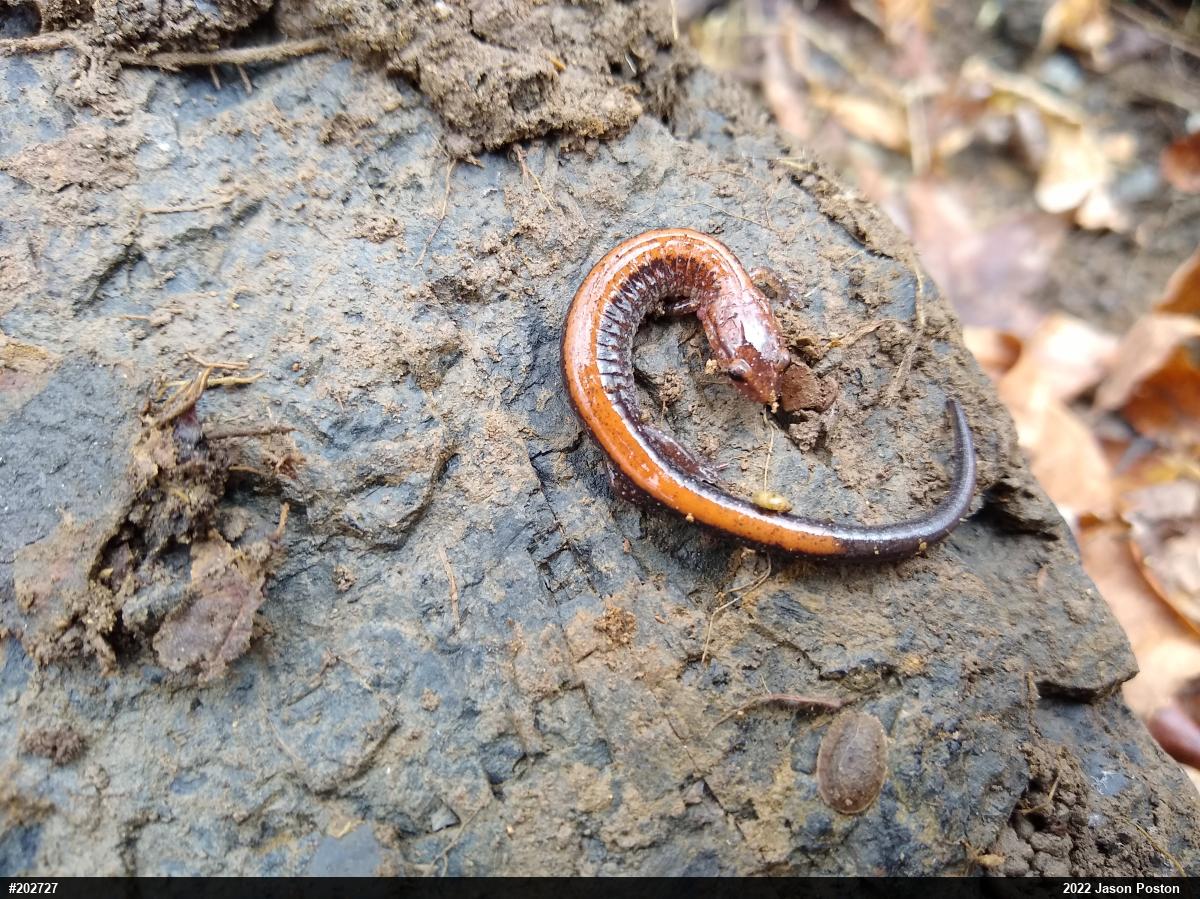 Eastern Red-backed  Salamander