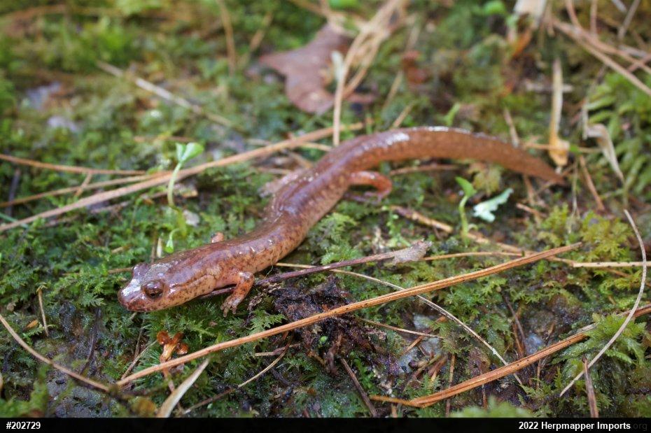 Northern Spring Salamander