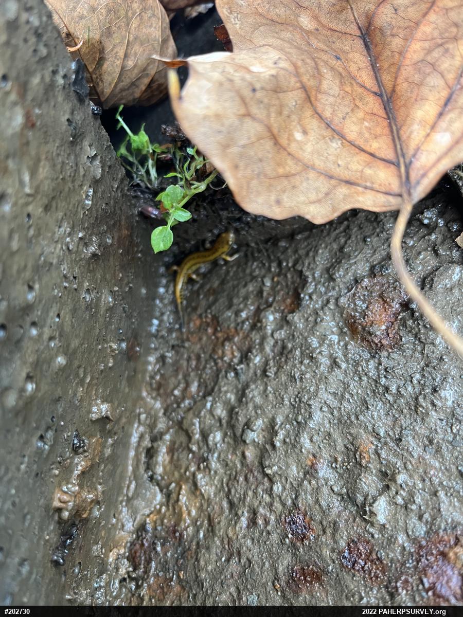 Eastern Long-tailed Salamander