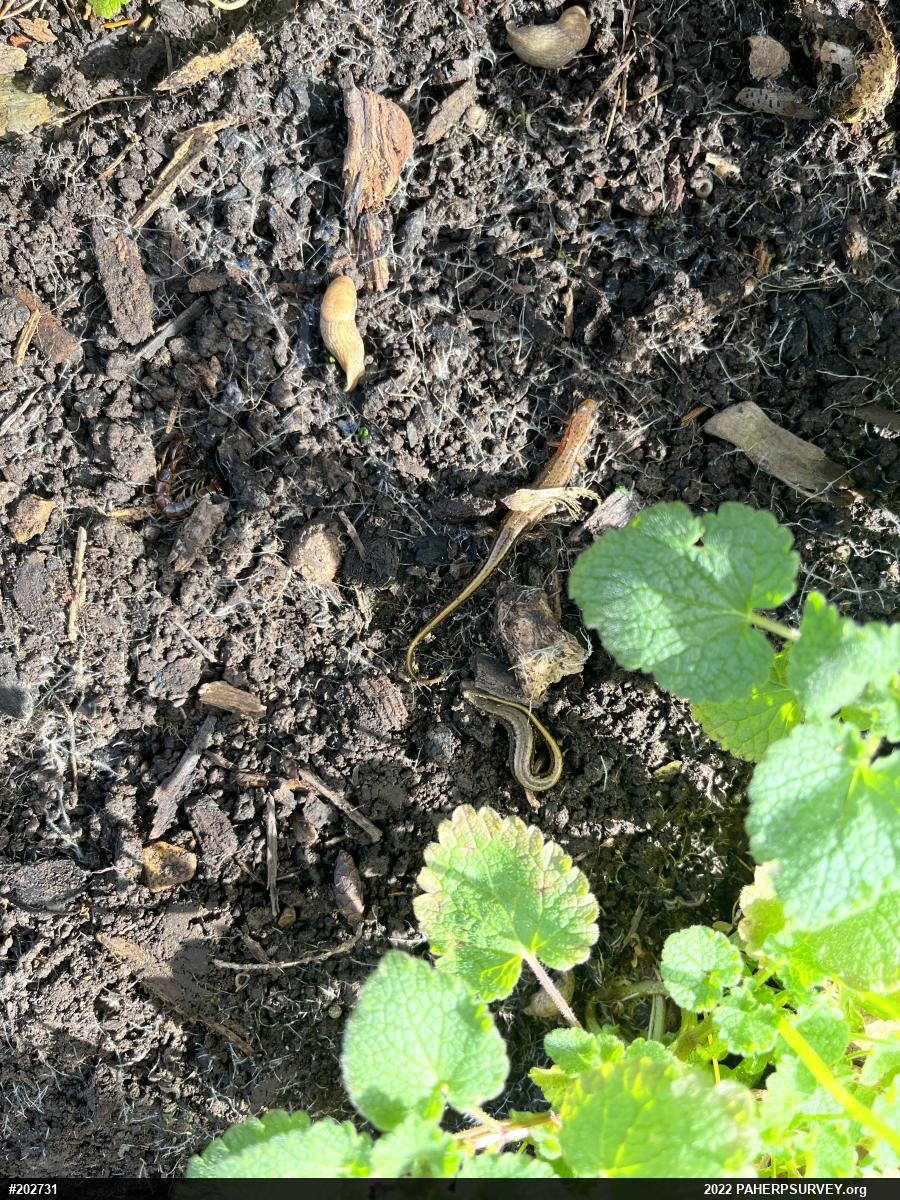 Northern Two-lined Salamander