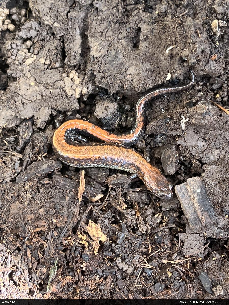 Eastern Red-backed  Salamander