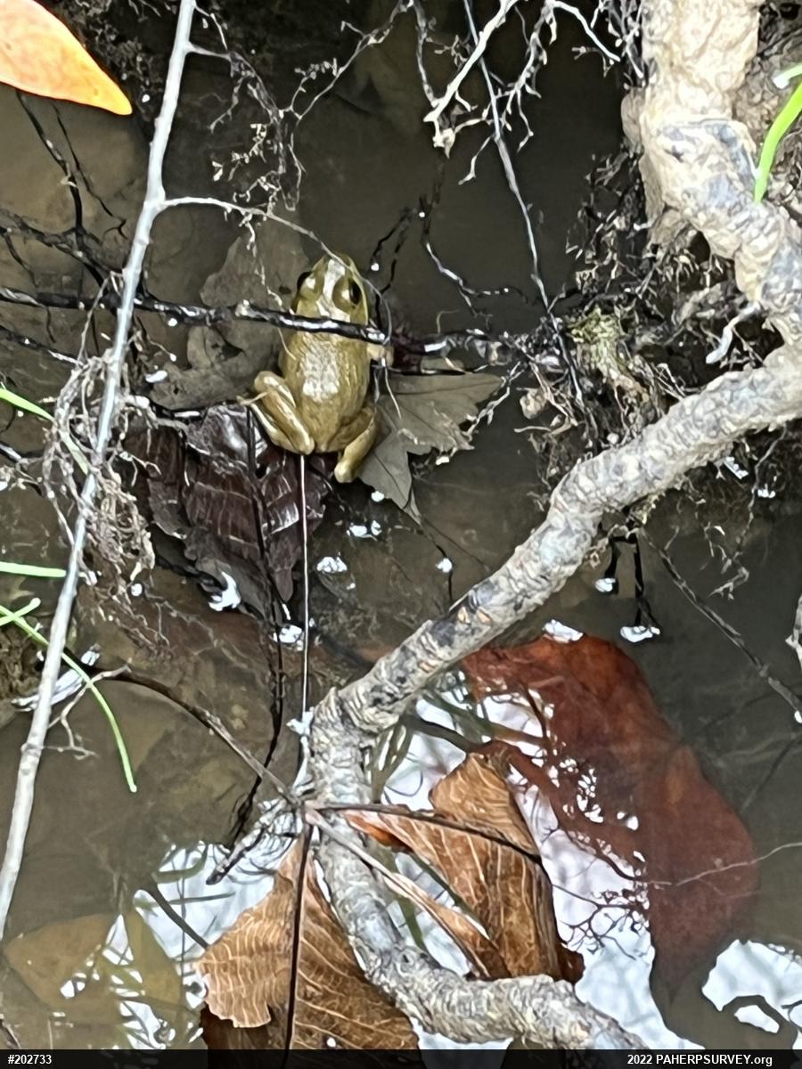 American Bullfrog