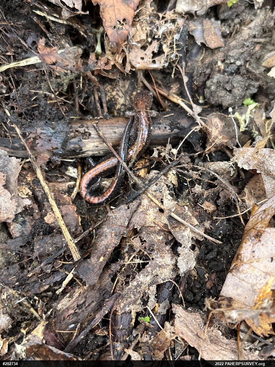 Eastern Red-backed  Salamander