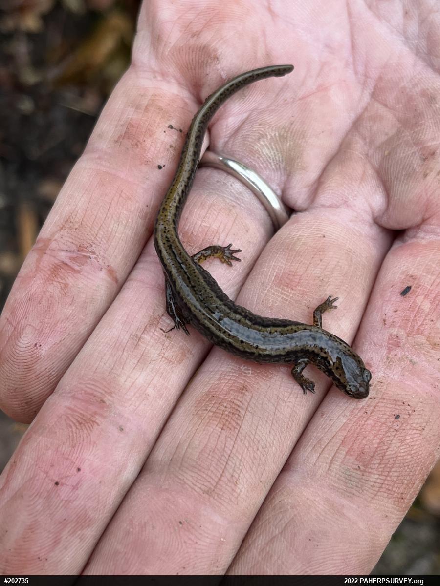 Northern Two-lined Salamander