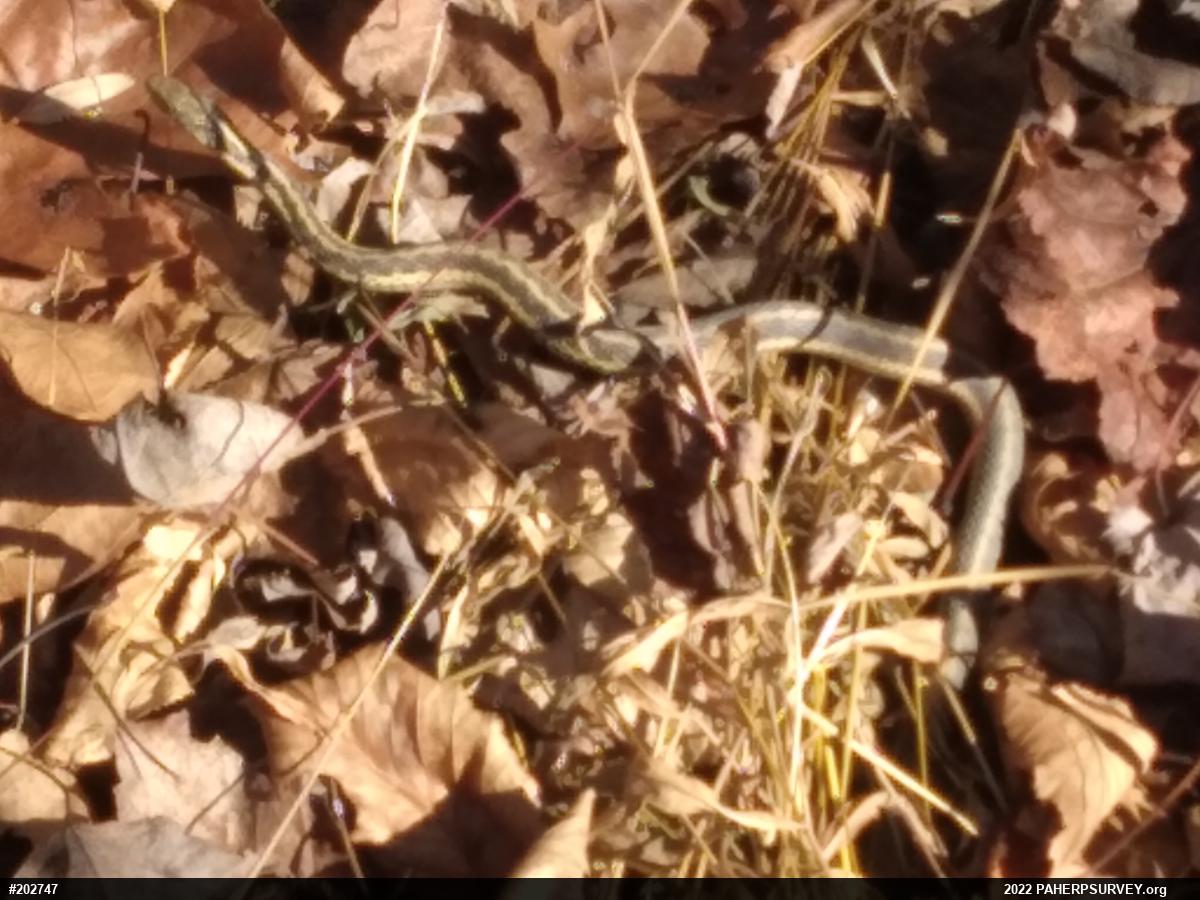 Eastern Gartersnake