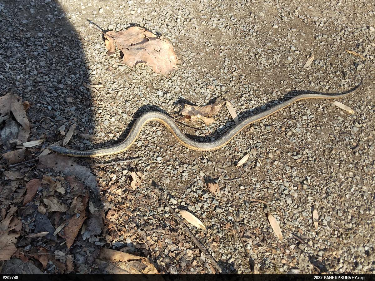 Eastern Gartersnake