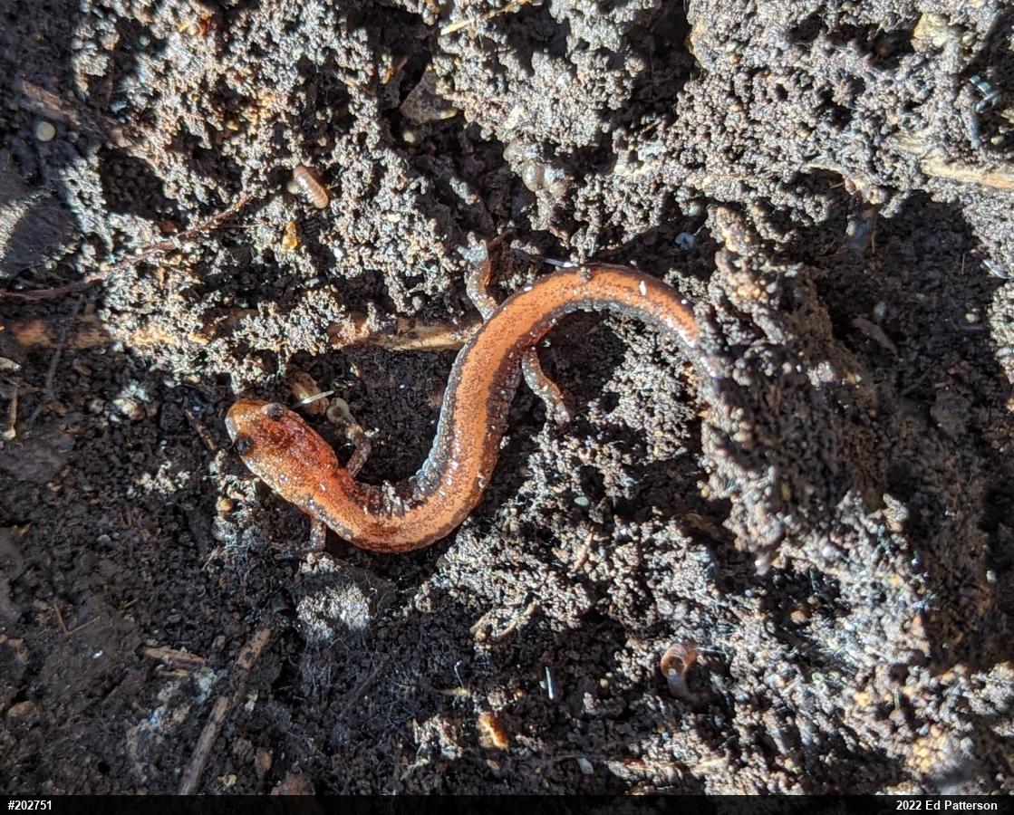 Eastern Red-backed  Salamander