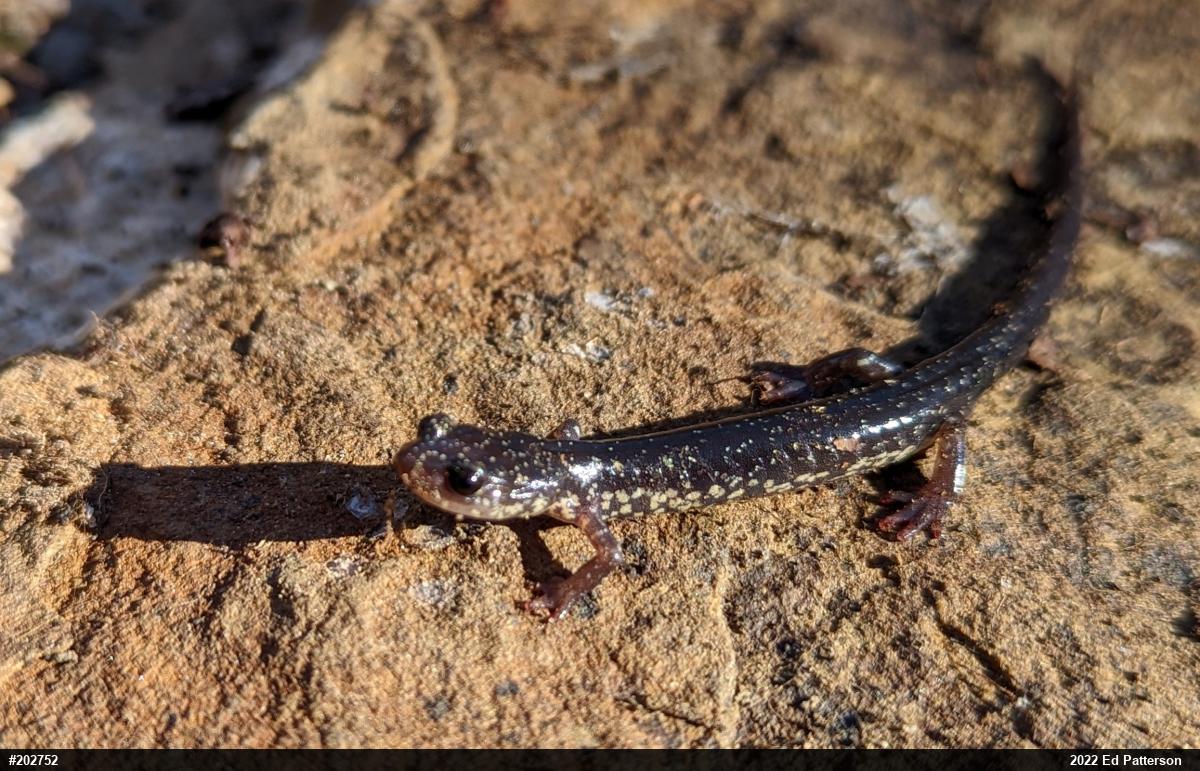 Wehrle's Salamander