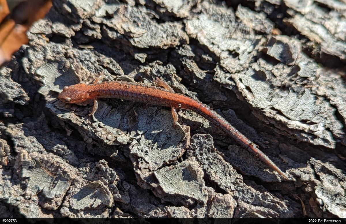 Eastern Red-backed  Salamander