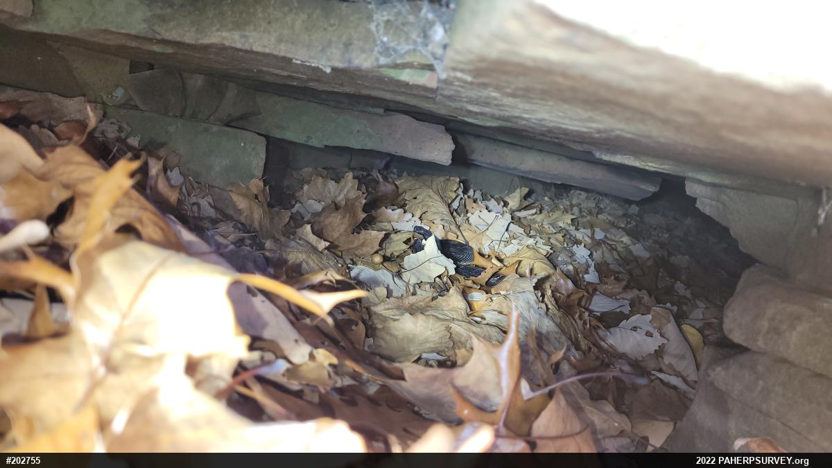 Timber Rattlesnake