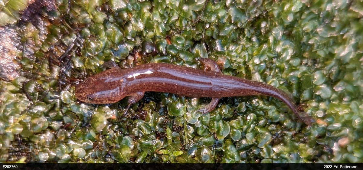 Northern Red Salamander