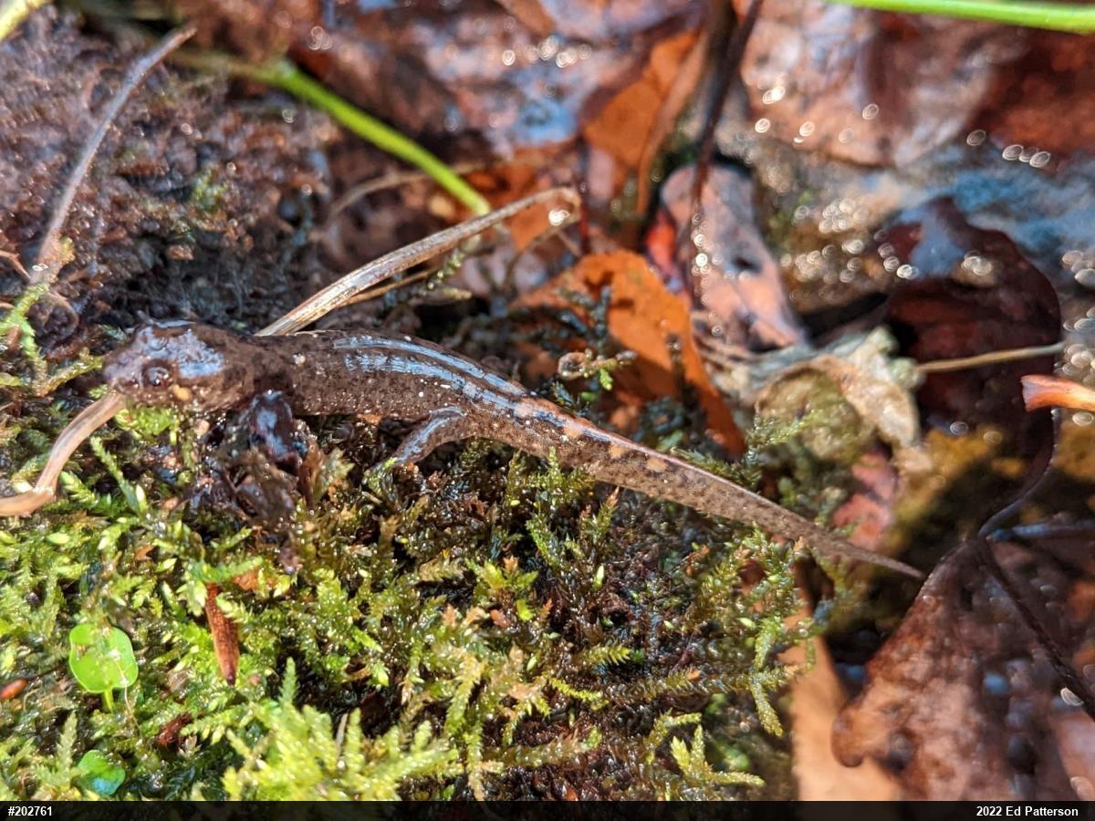 Seal Salamander