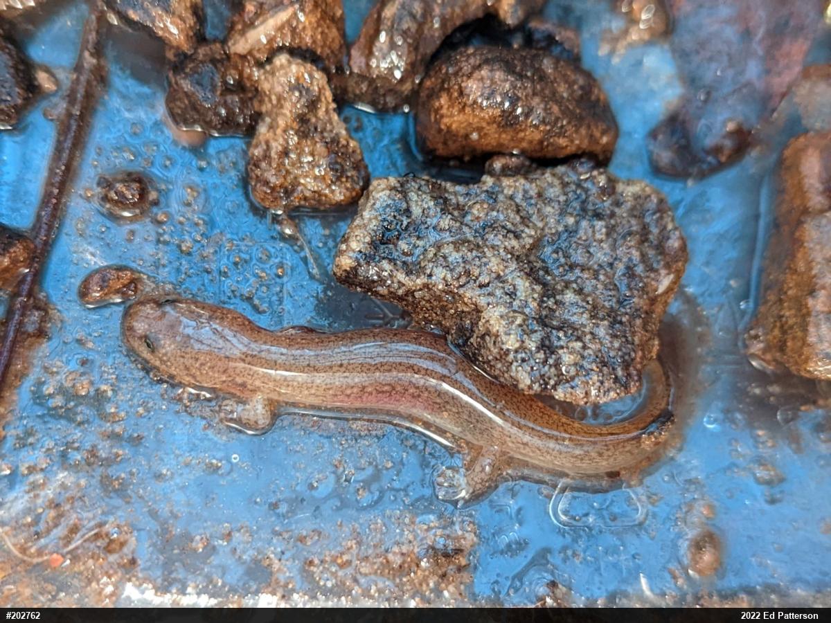 Northern Red Salamander