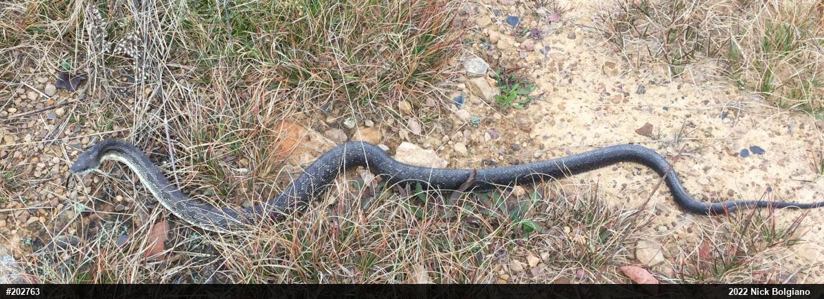 Eastern Ratsnake