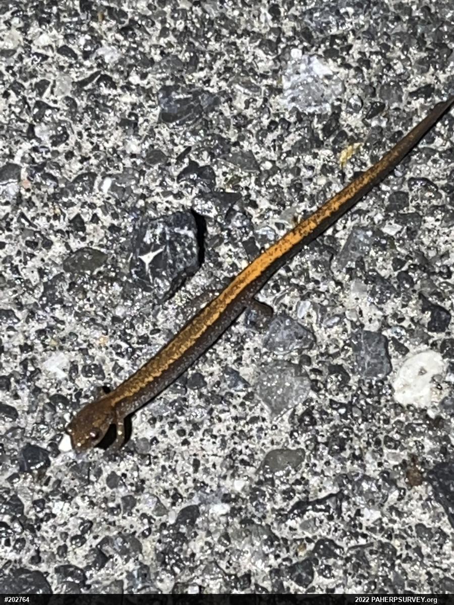 Eastern Red-backed  Salamander