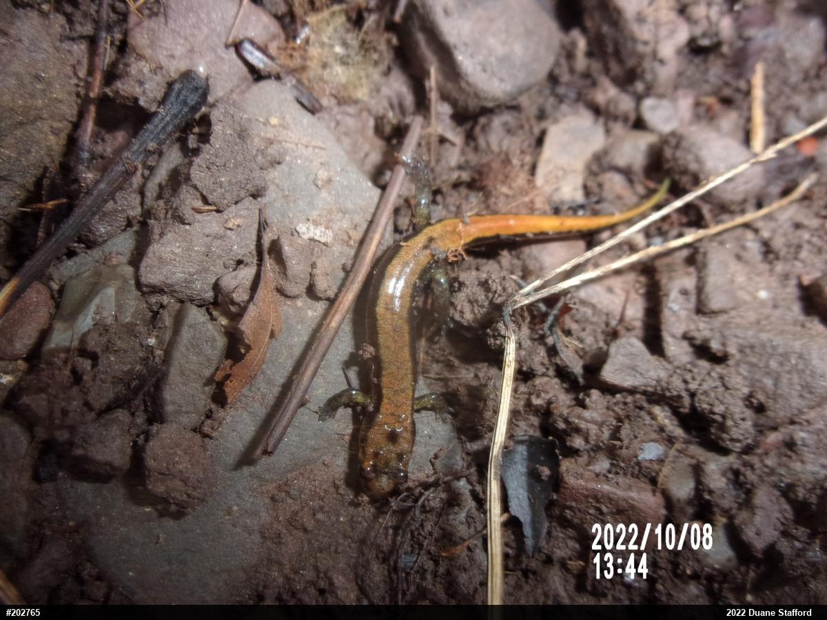 Allegheny Mountain Dusky Salamander