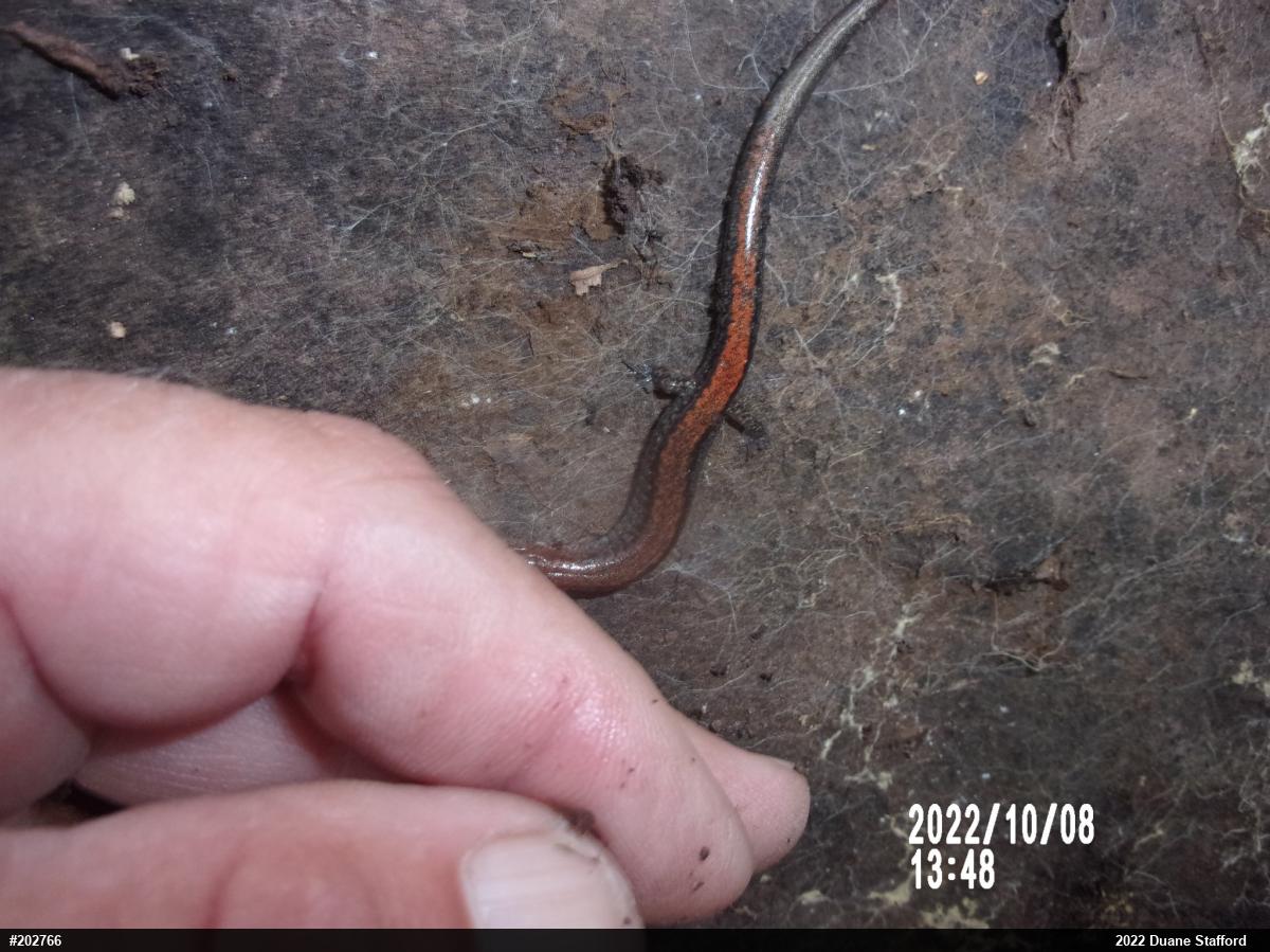 Eastern Red-backed  Salamander