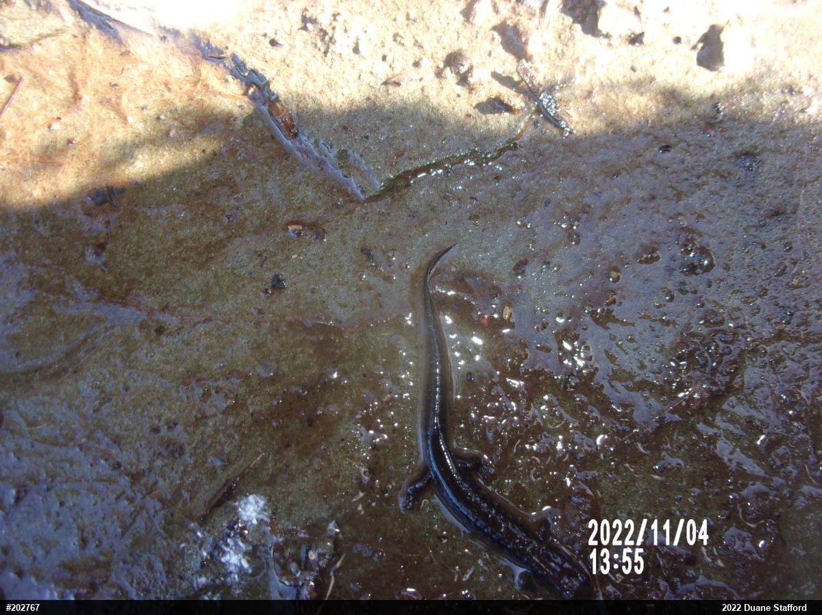 Allegheny Mountain Dusky Salamander