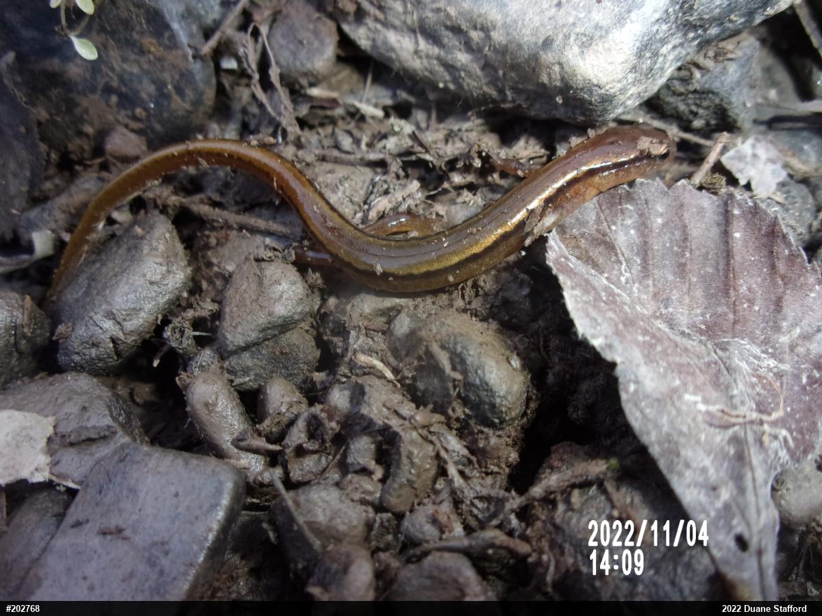 Northern Two-lined Salamander