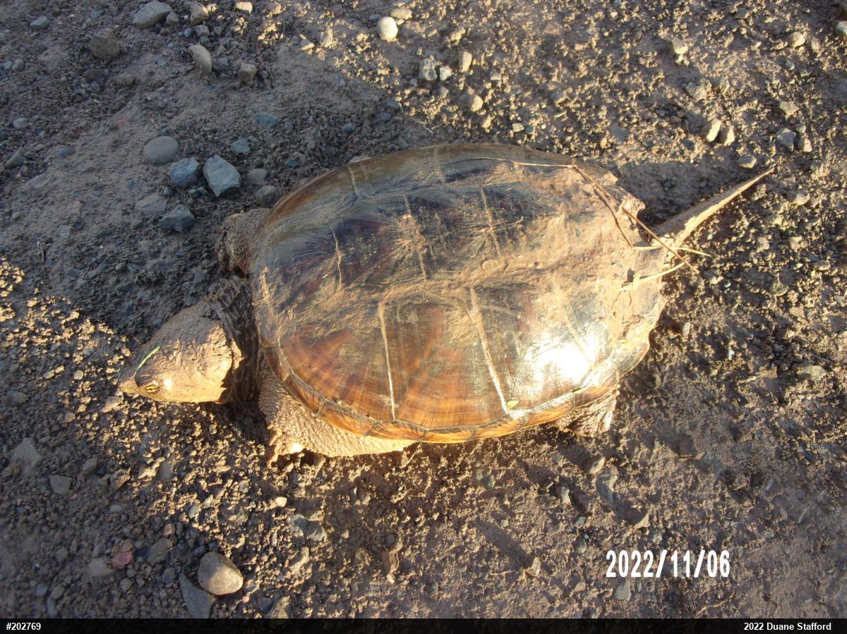 Snapping Turtle