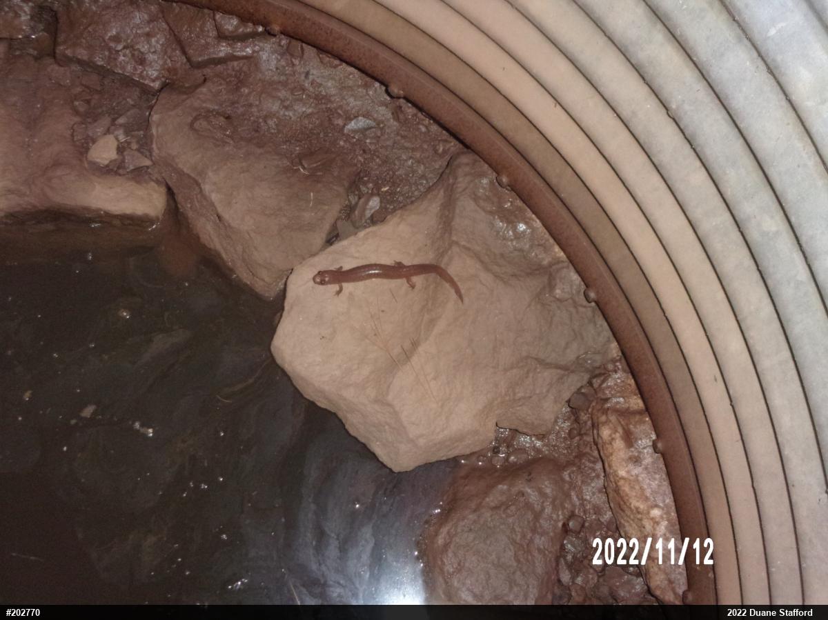 Northern Spring Salamander