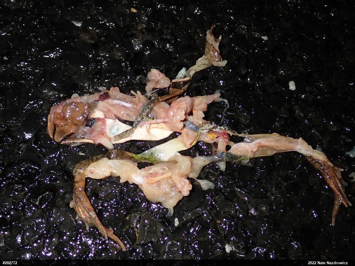 Wood Frog