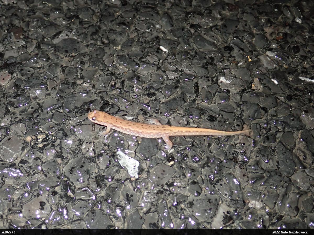 Northern Dusky Salamander