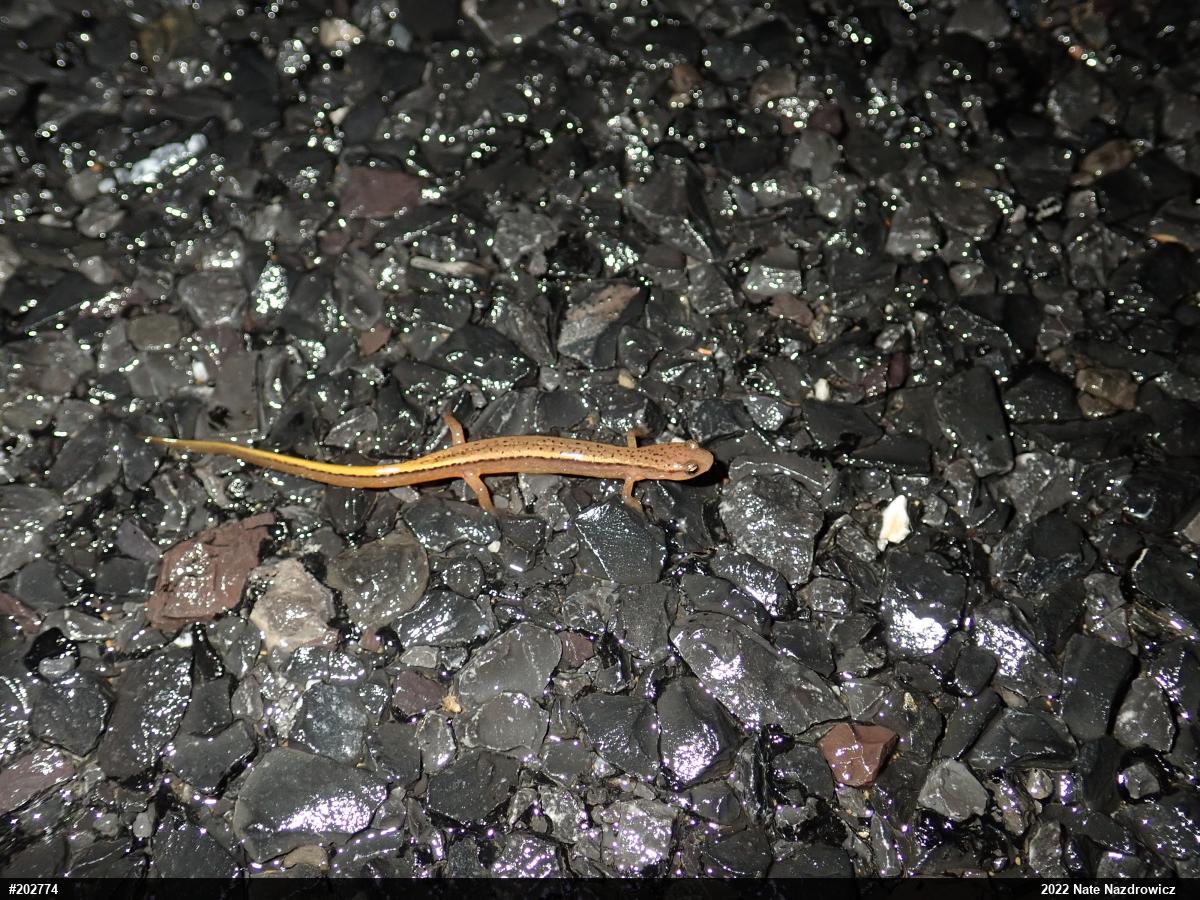 Northern Two-lined Salamander