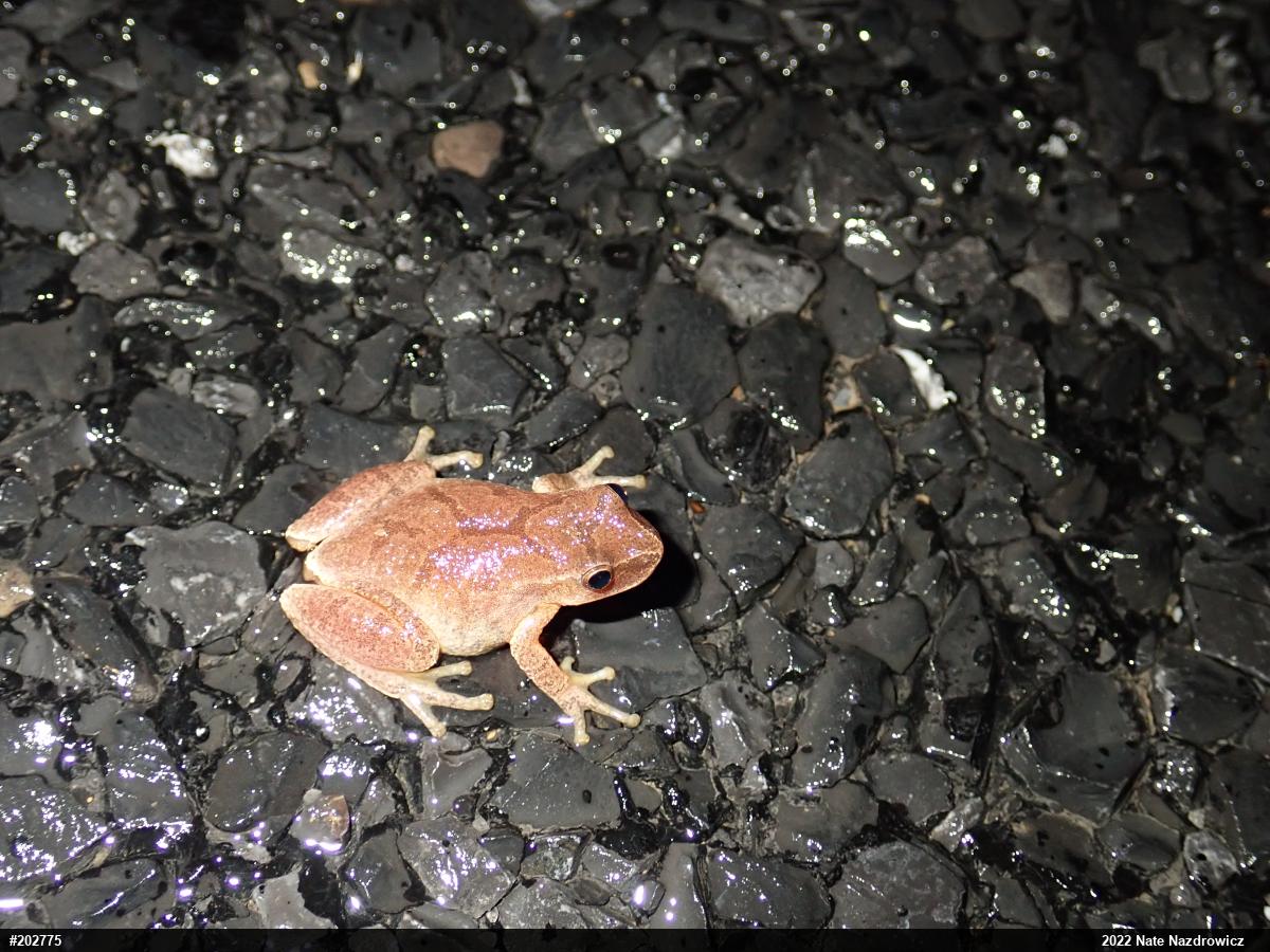 Spring Peeper