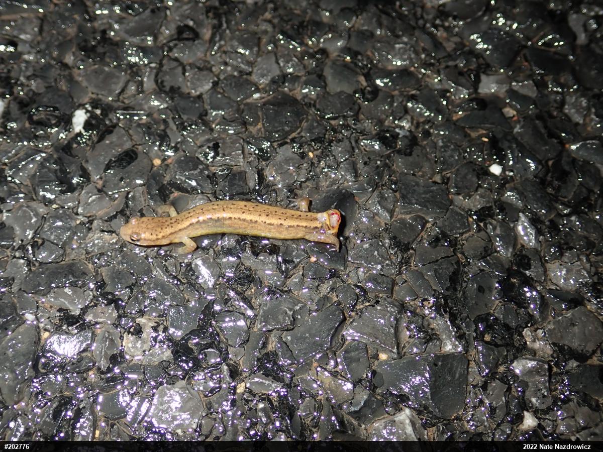 Northern Two-lined Salamander