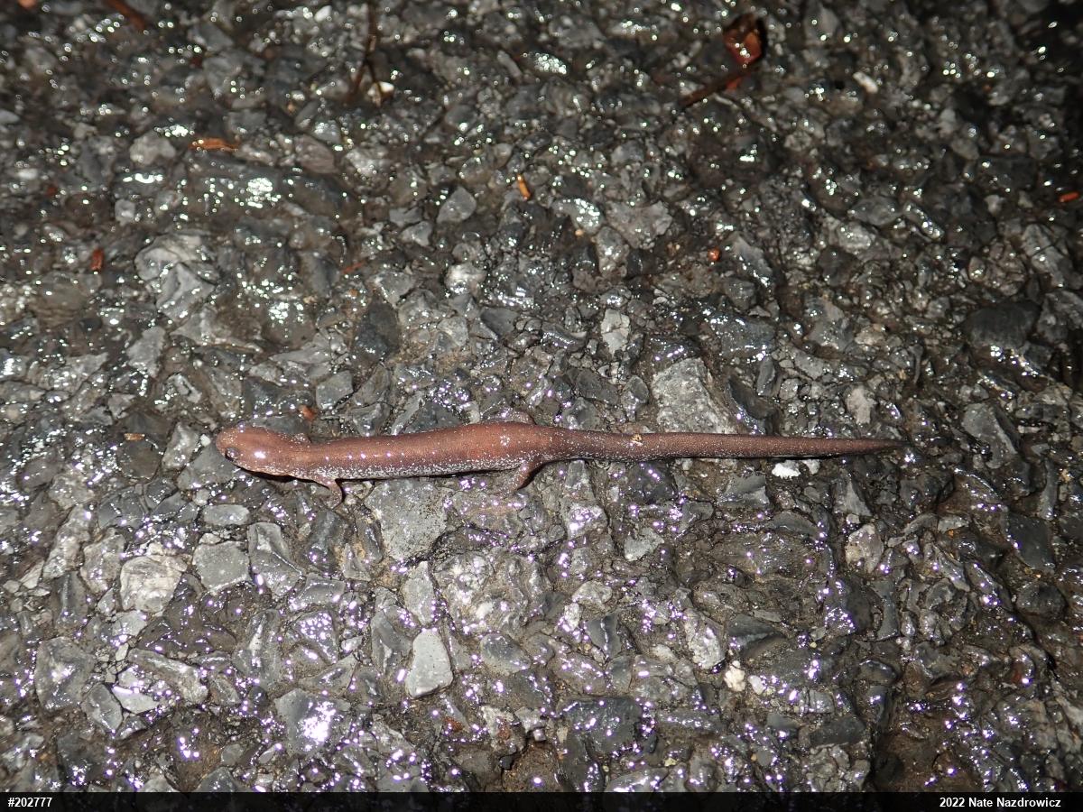 Eastern Red-backed  Salamander
