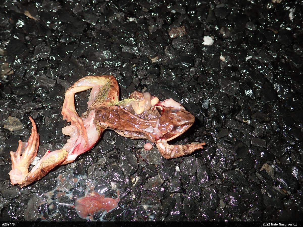 Wood Frog