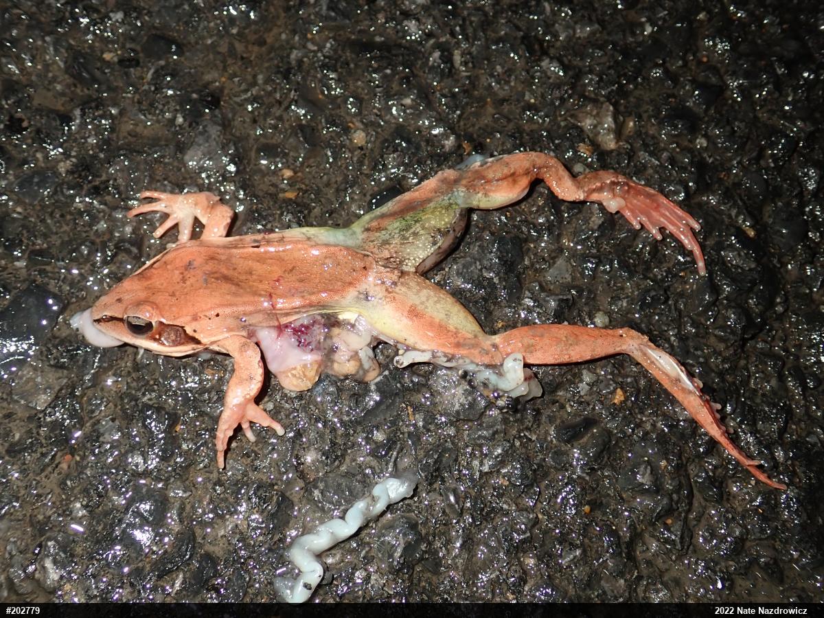 Wood Frog