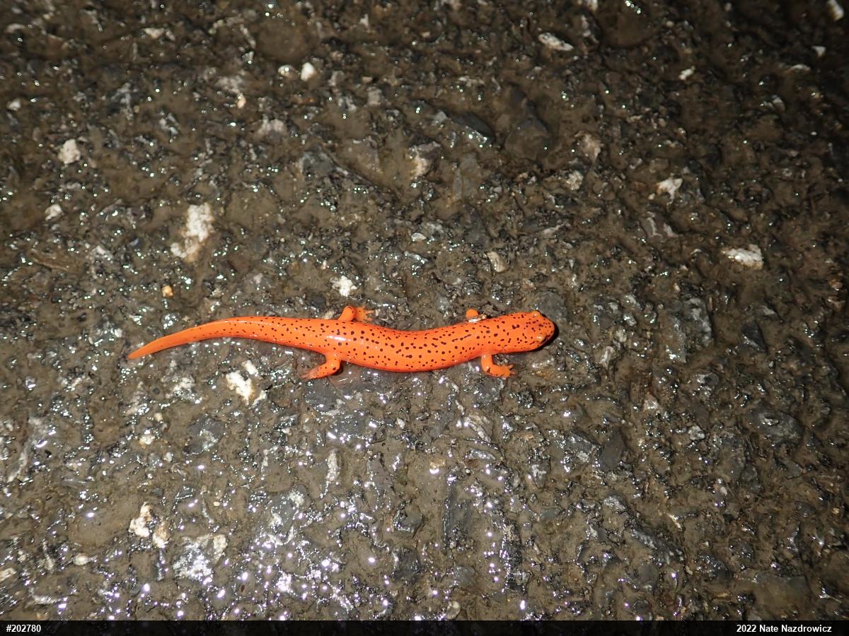 Northern Red Salamander